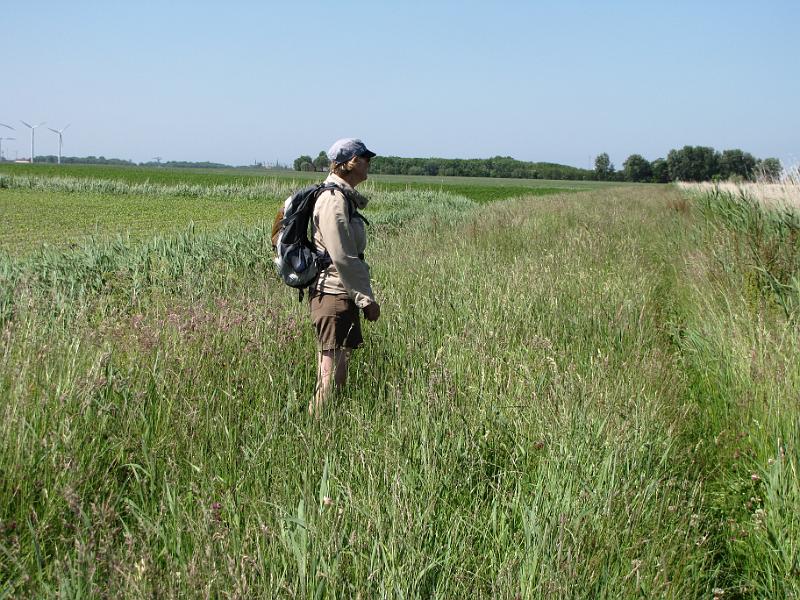frouwkje_op_barradeelster paed.jpg - Als het gras 2 kontjes hoog is, zo gaat het liedje. Op het Barradeelster paed is het gras echter wel 5 kontjes hoog. Het paed is ook nog eens een paar kilometer lang, dus dat is zwaar lopen.